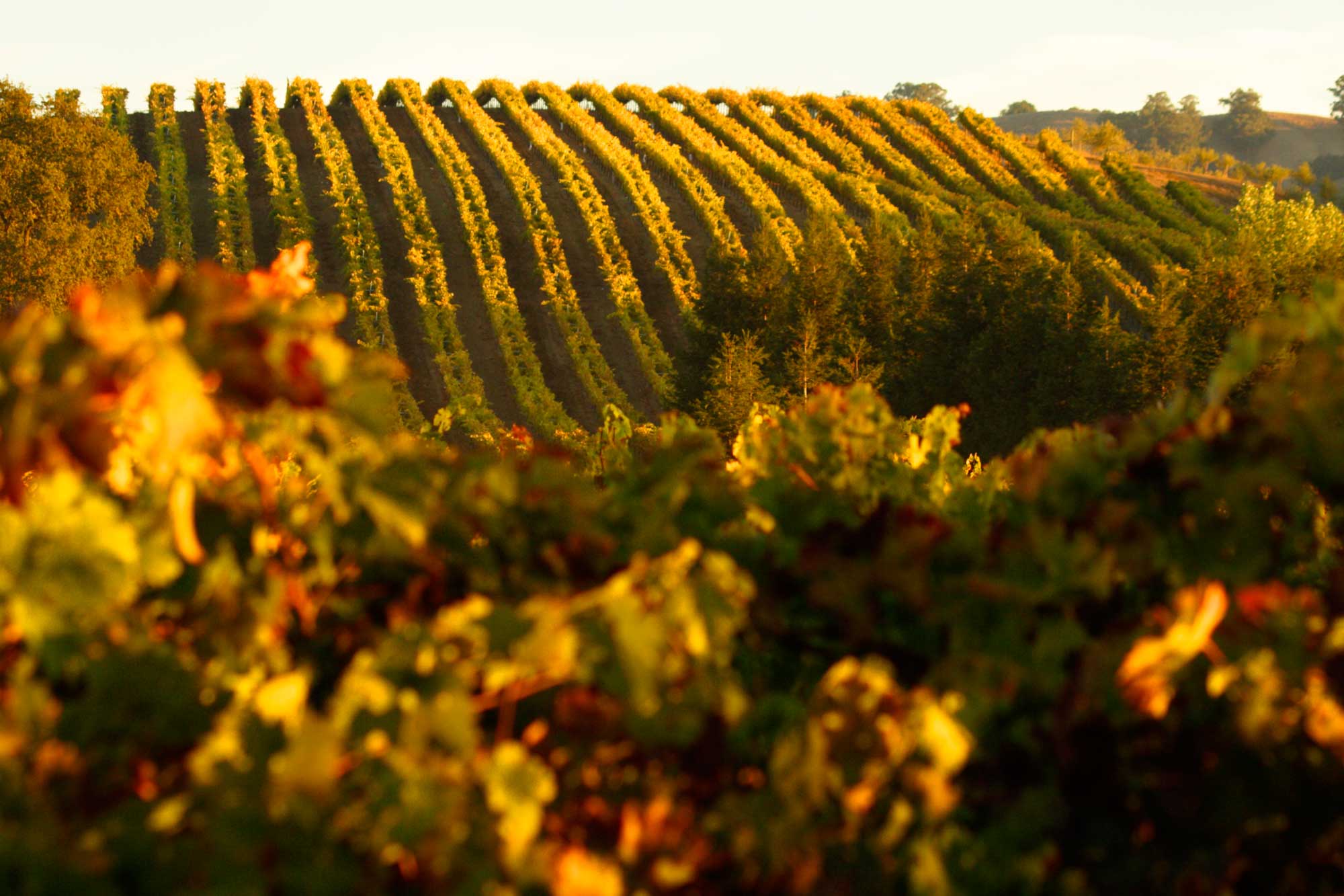 Sonoma County Vineyards
